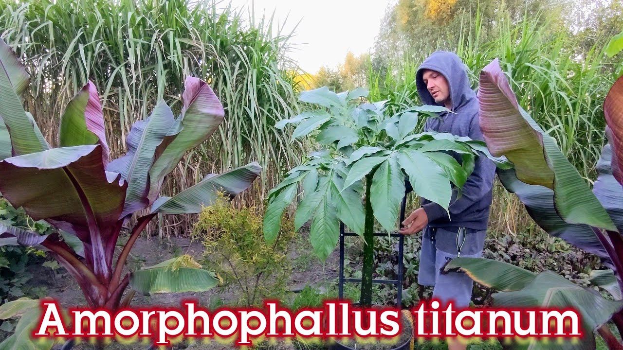 Amorphophallus Titanum dopiero zaczyna wzrost. Dziwidło olbrzymie. Uprawa w szklarni.