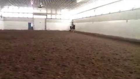 2008 Hanoverian Gelding Warrick