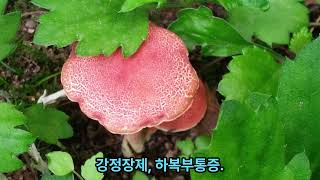 강정장제, 하복부통증.