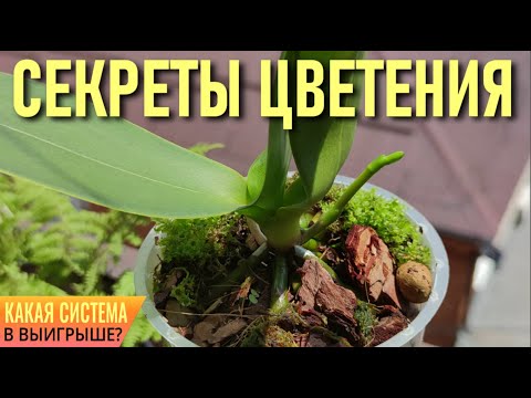 Видео: Как да разберете разликата между момиче и момче Goldfish