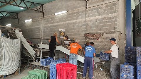 Καπνοχώρι Κοζάνης : ξεκίνησε η συγκομιδή της πατάτας