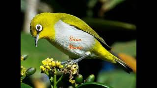 Download Lagu SUARA BURUNG PLENCI Ngerooll Masteran NgALAS MP3