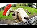 ОВЕЧЬЕ ШОУ И ФЕРМЕРСКИЕ ЖИВОТНЫЕ // SHEEP WORLD // НОВАЯ ЗЕЛАНДИЯ