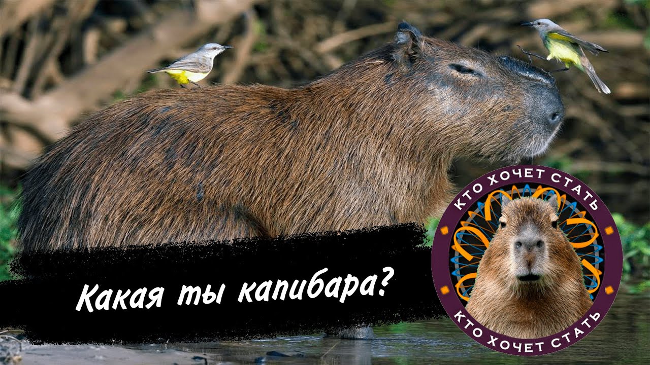 Тест какая ты лада