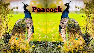 The Most Amazing Bird on Earth: Unveiling the Wonder of the Peacock|#birds #nature #naturelovers by Birds World 3,356 views 1 month ago 25 minutes