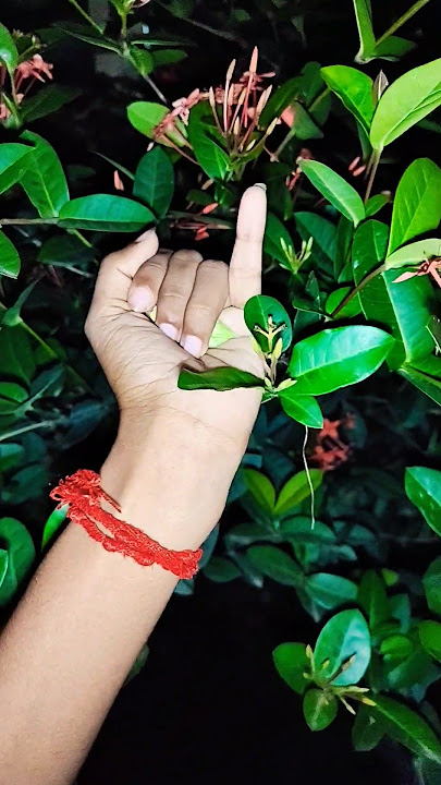 green beetle but not shiny#anyuniqueanimals #beetle #beautifulinsects🐛🐝🪰