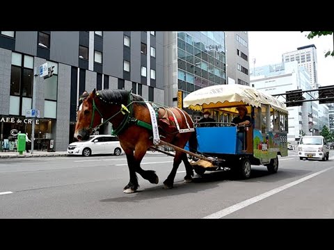 札幌の観光馬車6年ぶりに復活 市内の清掃会社が新事業 ルートは創成