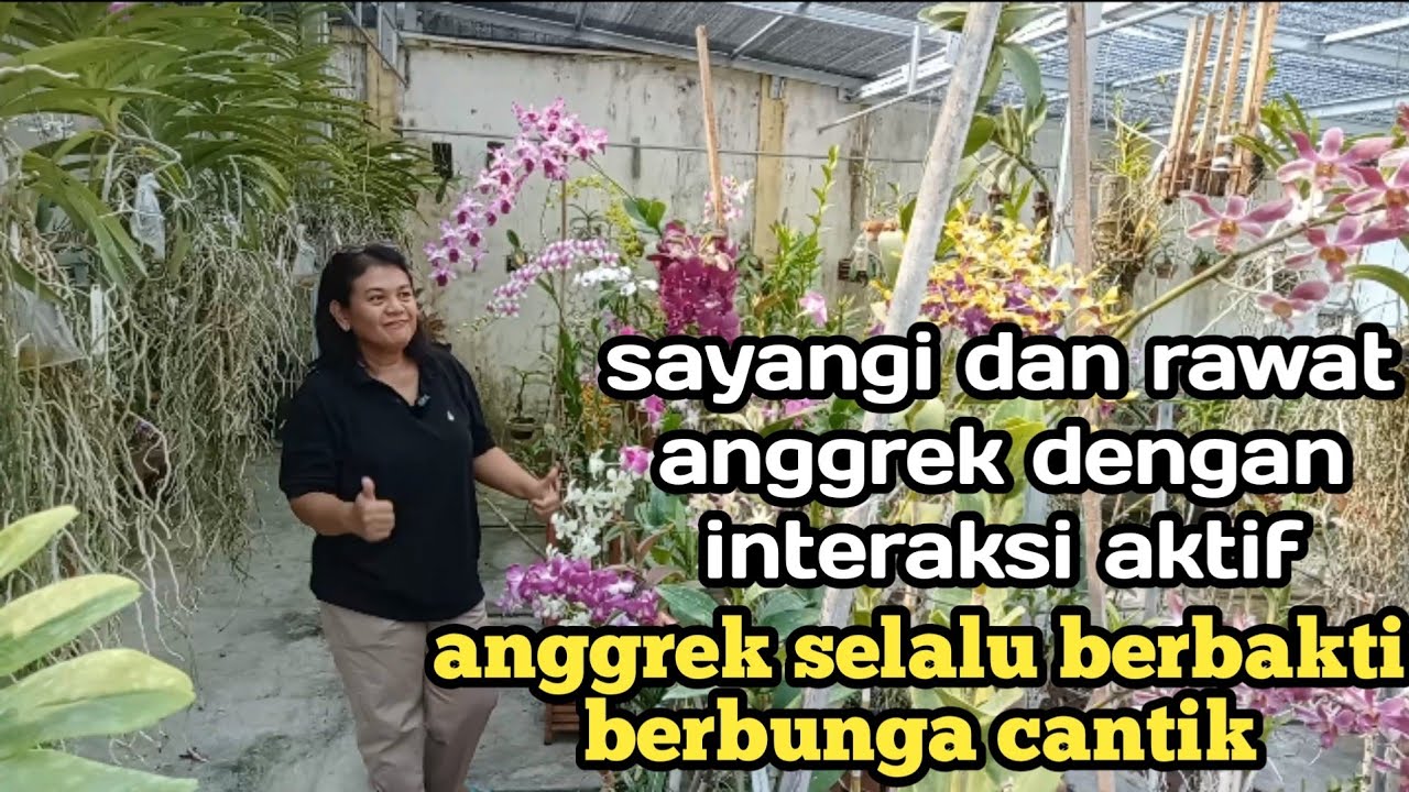 merawat Anggrek dengan cinta kasih, interaksi aktif adalah booster pupuk alami