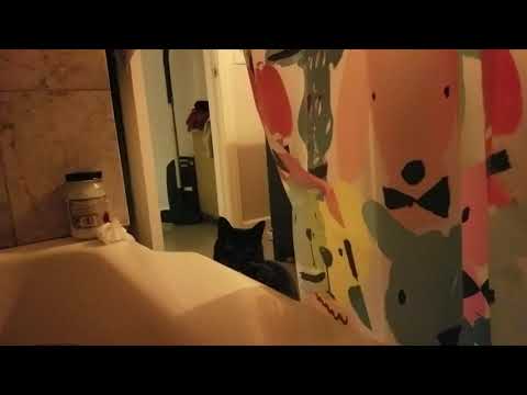 Cat Doesn’t Like Singing - Look at his reaction