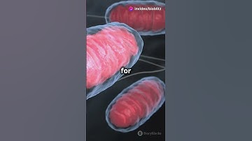 Prokaryotic vs Eukaryotic Cells
