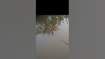 ngeri!! ketemu ular besar saat mancing di sungai #shorts #fishing #ular