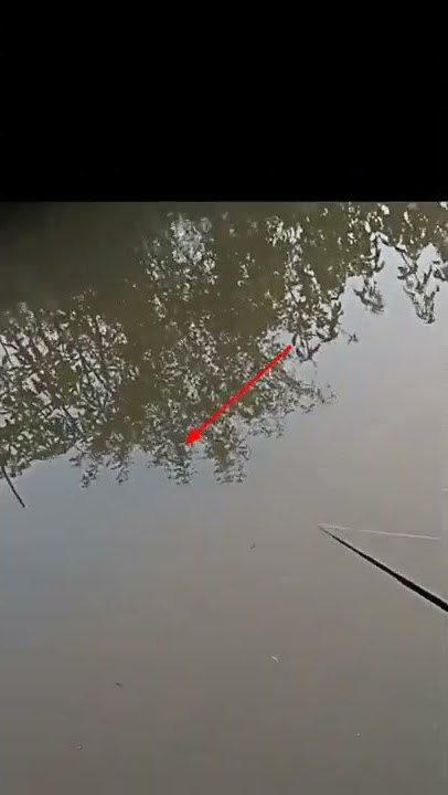 ngeri!! ketemu ular besar saat mancing di sungai #shorts #fishing #ular