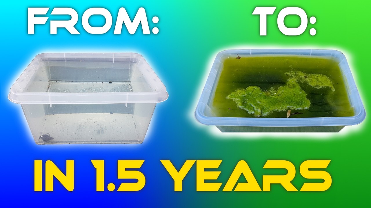 1,5 года водной сукцессии — без воды за пределами водоема.