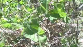 EatTheWeeds: Episode 73: Kudzu