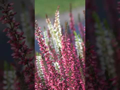 The Ritual of the Sacred Plants: Herbs, Flowers, and their Symbolic Meanings