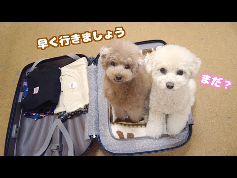 旅行が楽しみすぎて自らパッキングされにくる犬が可愛すぎた