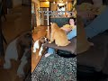 Enrichment time for everyone in this video 🤣🐕😸 (Via - Dude H.) #BassetHound #OrangeCat #Funny