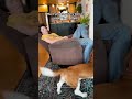 Enrichment time for everyone in this video 🤣🐕😸 (Via - Dude H.) #BassetHound #OrangeCat #Funny
