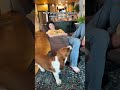 Enrichment time for everyone in this video 🤣🐕😸 (Via - Dude H.) #BassetHound #OrangeCat #Funny
