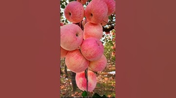 Apel Segar Surga 🍎 | Kebun Apel Terindah di Dunia