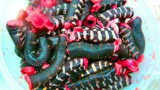 10 Exotic Meats Americans Would NEVER EAT!