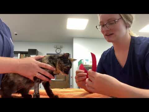 How to Apply a Cat Muzzle