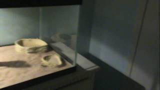 Animals for Sale (watch for info)