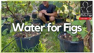 The Best Water Management and Practices for Your Figs Trees