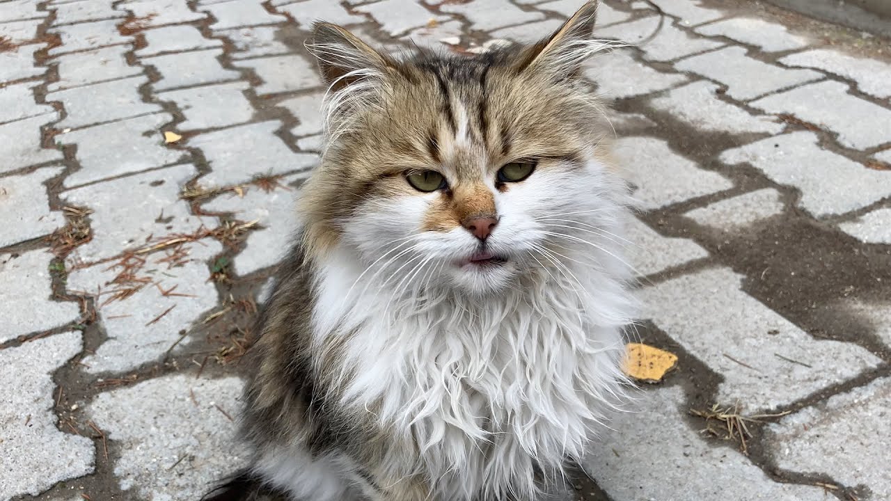 Kedi Sesi 24 Ver de Vereyim Miyav YouTube