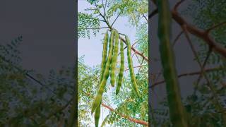 Moringa: The World’s Most Powerful Superfood You Must Know! #shorts #plants #farming