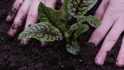 FAQs: How does Loop® help our soil