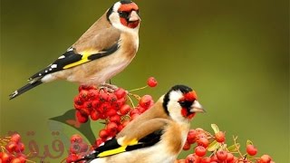 صور أجمل الطيور الملونة والنادره