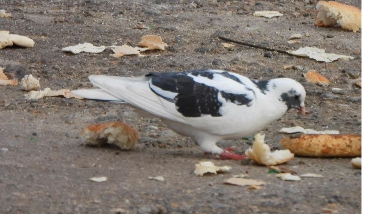 BLACK AND WHITE PIGEON EATING BREAD | ( Bird sounds, CAT TV , nature videos ) 