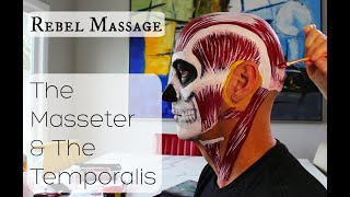 The Masseter And The Temporalis: A Story Of Time And Space
