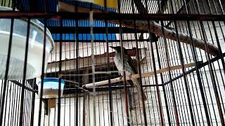 Download lagu Masteran Burung Cucak Rawis Gacor tetap eksis di video Masteran Burung Cucak Rawis Gacor tetap eksis di video