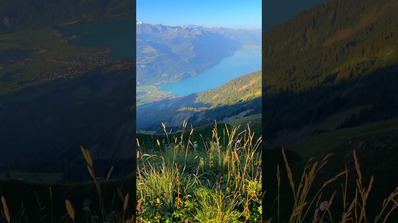 An ordinary morning in the swiss alps #switzerland #youtubeshorts #travel