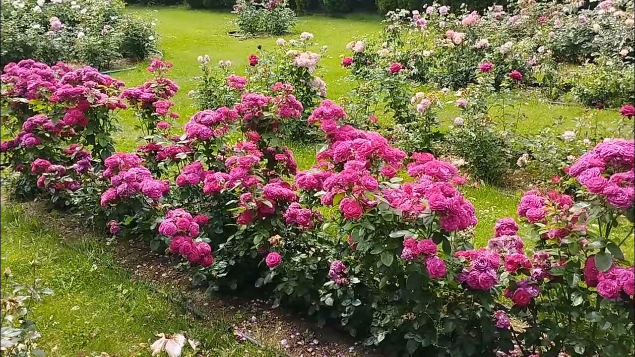 Домэн дэ Сэн Жан де Борегар - YouTube