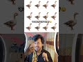 How many ducks are there in total. 👀 #comedy #funny
