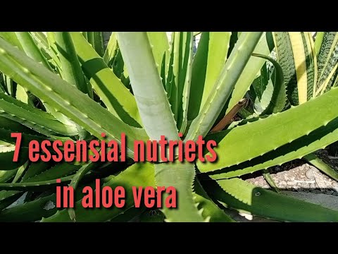 7 important nutritional content in aloe vera that is beneficial for health