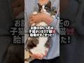 ねこまるが妊娠してた時のべびたんずの胎動動画🥹💕昔の動画を遡ってたら見つけたので胎動シーンをまとめてみました🎥#kittens #子猫 #cat #思い出記録 #ねこ