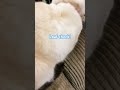 Loaf check! #cute #cat #cats #loaf #trends #trending #funny #trendingshorts #shorts