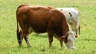 Cow Videos For Babies Cow Video For Kids & Parenting Cow Video With Mooing Sound