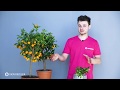 Цитрусові рослини вдома: лимон, кумкват, каламондін 🍋🍊 Правила догляду в домашніх умовах