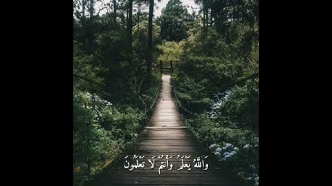 وَعَسى أَنْ تَكْرَهُوا شَيْئًا وَهُوَ خَيْرٌ لَكُمْ | سورة البقرة | ماهر المعيقلي