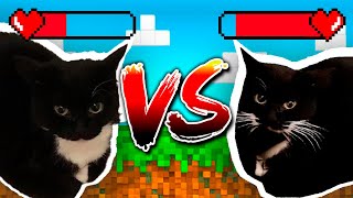 Maxwell Сat In Real Life VS Maxwell Cat (Maxwell Cat vs Borzoi Dog)