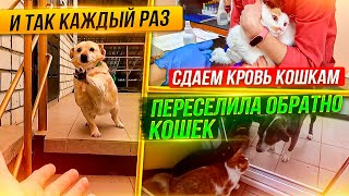 Сдаем кровь кошкам, переселение кошек т.Лиды обратно. Лиса стала посмелее. Показываю всех собак.