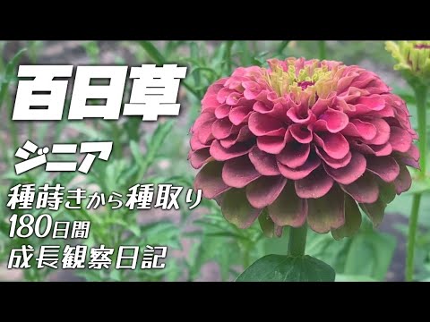 百日草の種の収穫方法と保存のコツ【実践ガイド】