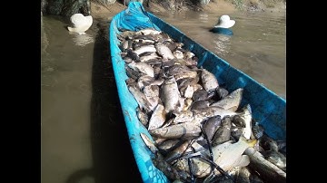 Thuốc cá vuông tôm quảng canh Bến Tre.