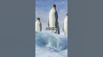 Penguin Huddle Secrets Revealed!#sciencefather #Penguins#Wildlife #NatureDocumentary#EmperorPenguine