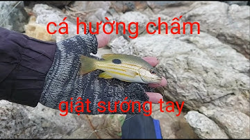 Trở lại Mũi Nghinh Phong sau ngày dài vắng mặt